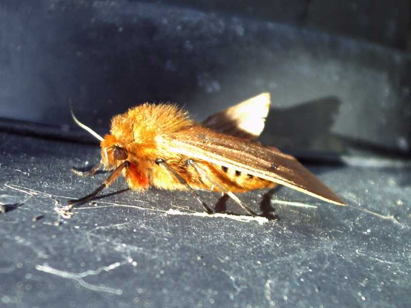e questa? - Phragmatobia fuliginosa